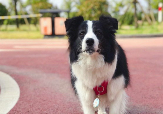 长得很像边牧的小型犬图片