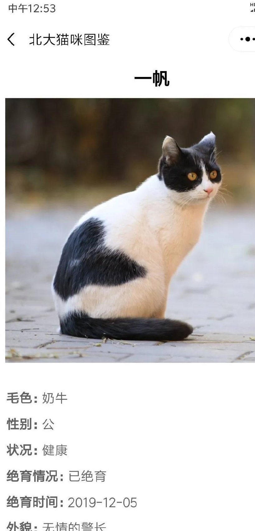 原创给流浪猫建档案不愧是北大只是这些猫的画风有点不对劲