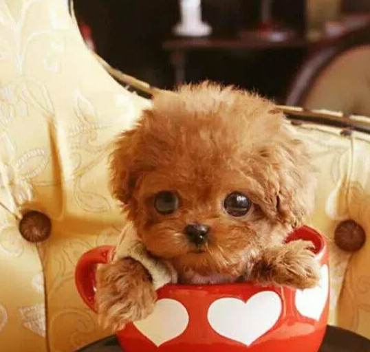 原创为什么茶杯犬长不大它们可爱的外表下藏着悲惨的人生