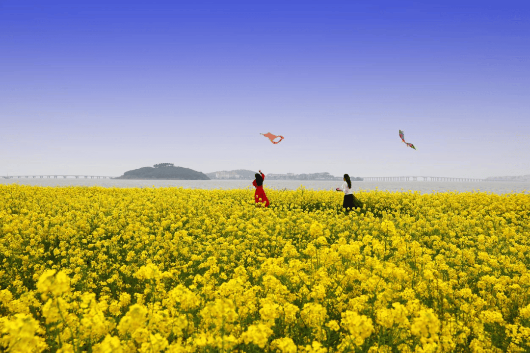 苏州太湖生态岛上五大赏油菜花基地都在这里……