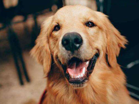 6,看金毛的价钱如果价位很低的金毛不建议购买,因为金毛很火,很多人买