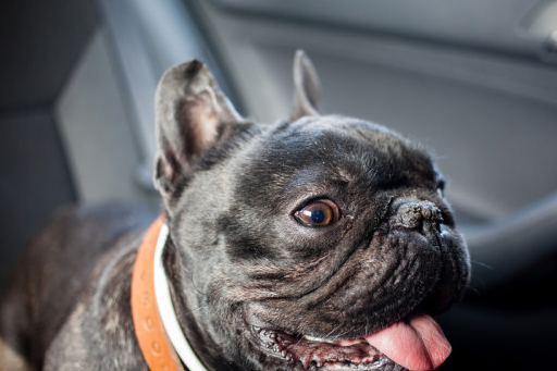 法斗犬"舔人"的7大原因,不只因喜欢才舔你的!_主人_时候_狗狗