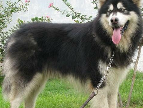 阿拉斯加犬体型大,也是一个很能吃的主,很多人都说它是狗中的"饭桶"