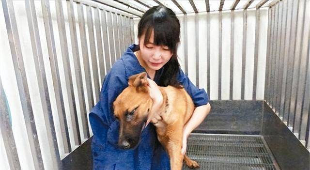 原创六年前台湾女兽医将七百多条狗安乐死后把最后的药留给了自己