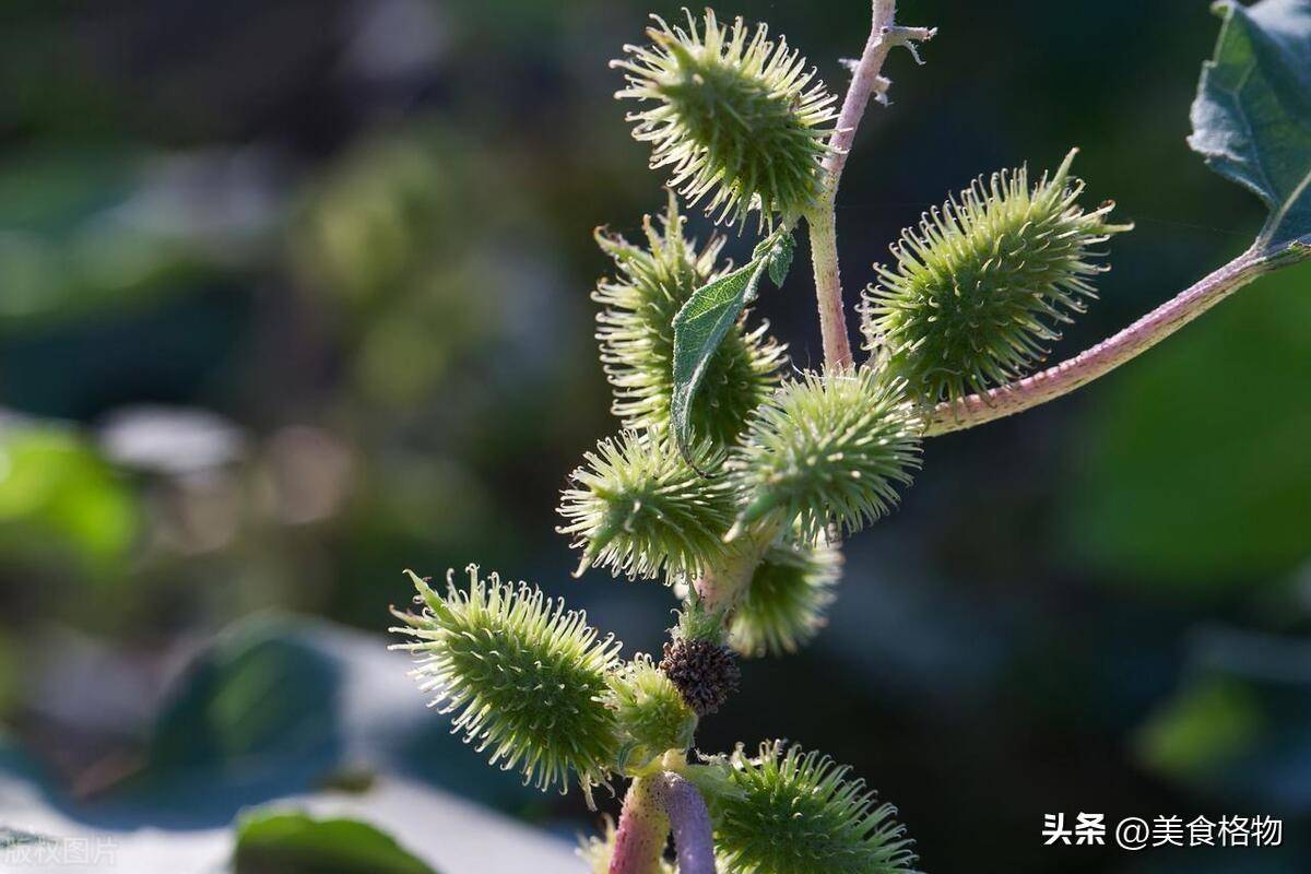 原创苍耳用过烤一烤老祖宗留下来的土方法解决很多人的问题
