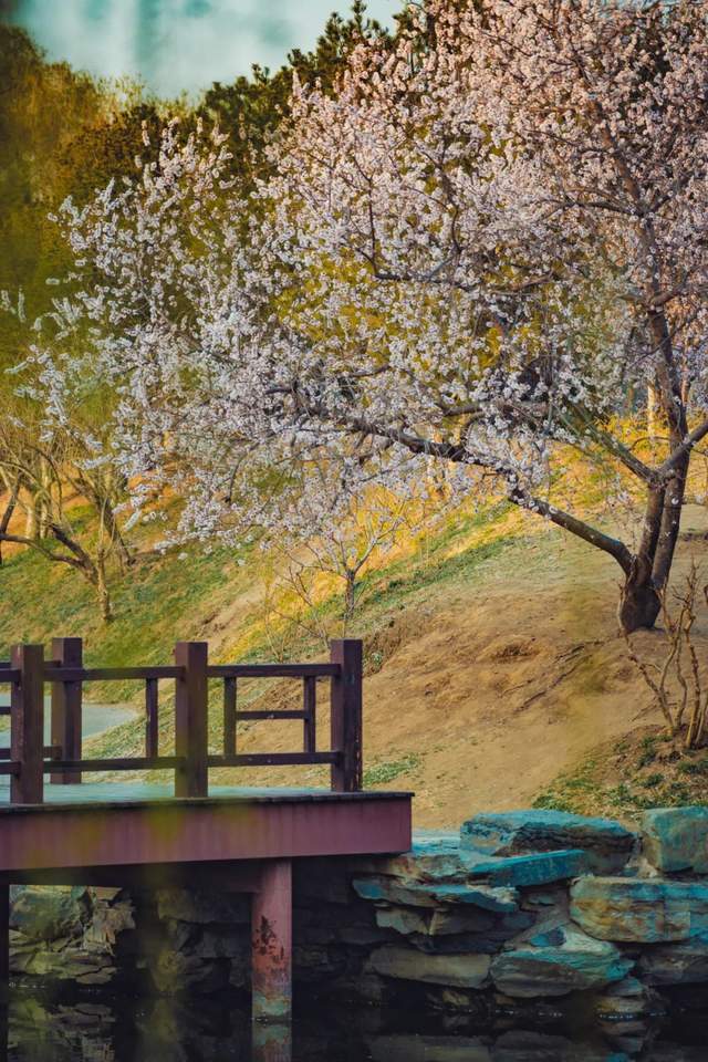 春天到了,万物复苏,又到了繁殖的季节 | 地球知识局_莲花池公园_北京