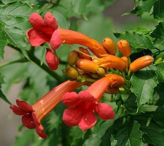 原创3种爬藤花耐寒又好养种植1年年年花满枝阳台庭院都能种