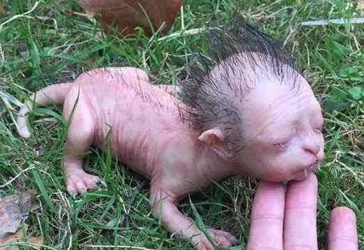 原创野兽为什么有时候会喂养人类小孩野性不改的狼孩熊孩