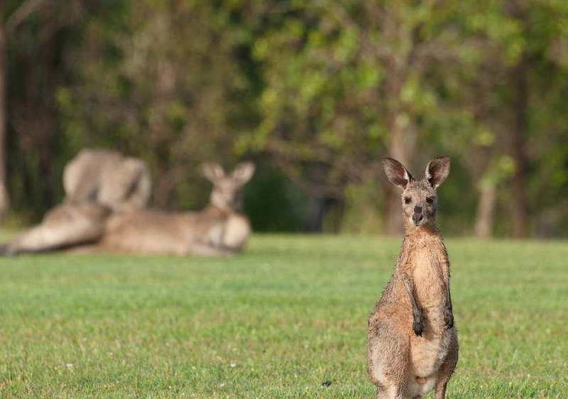 原创袋鼠被2条猎犬夹击不料袋鼠突然发怒这下猎犬可惨了