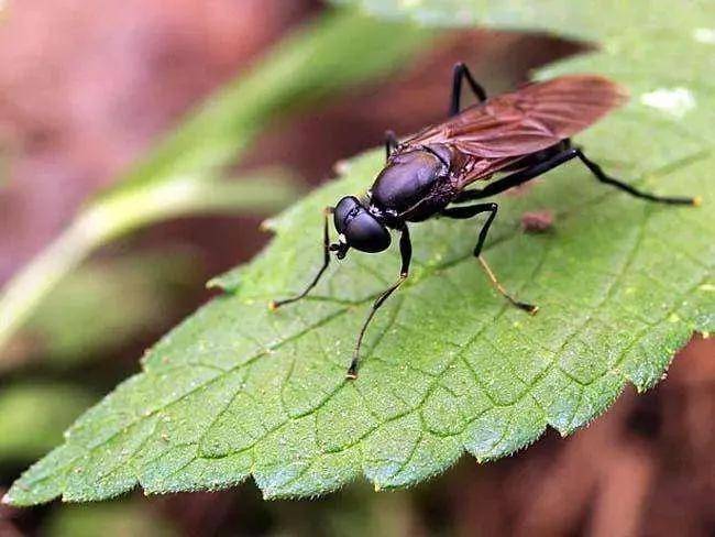 认识黑水虻的一生