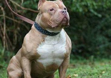 原创你没见过的恶犬快来认识一下以后看到直接跑