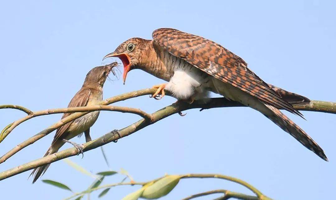 事后将王位传给宰相,死后还化作鸟,终年啼血_杜宇_蜀国_洪水