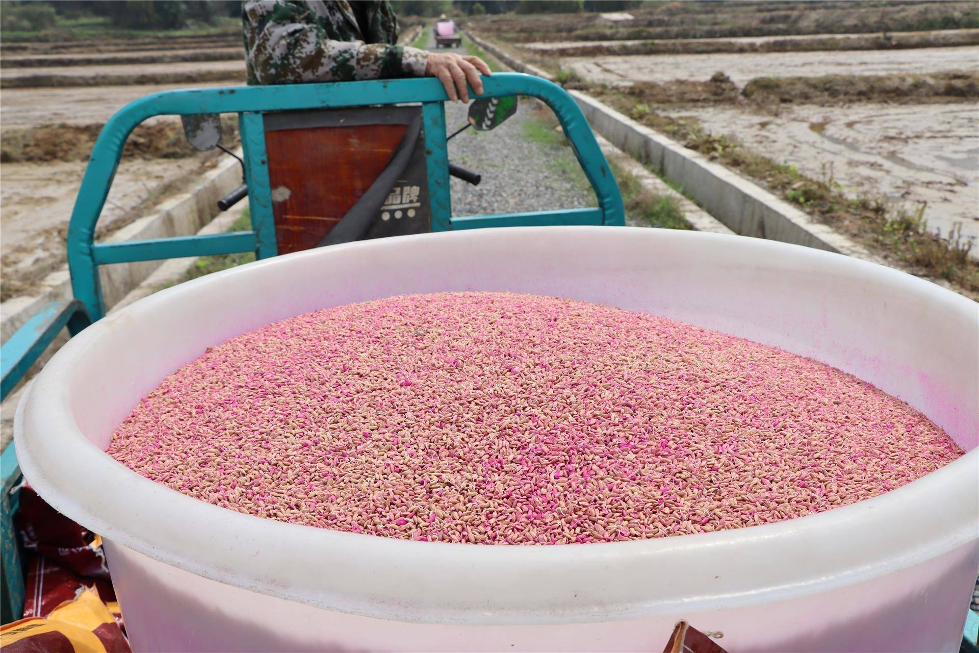 春耕正当时早稻播种忙