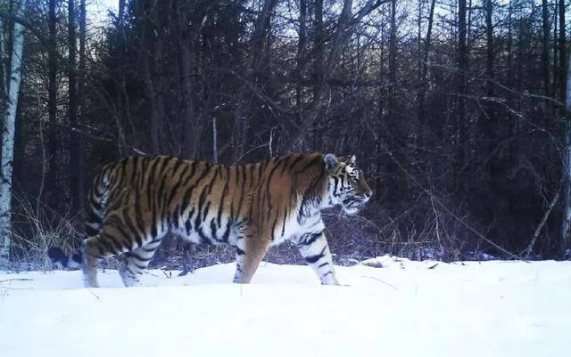 原创一个成年健硕搏击冠军男性手持钢棍和老虎对比究竟谁更厉害