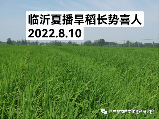 世界非物质文化遗产研究院特邀院士:彭国威_旱稻_育种_农业