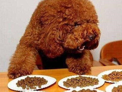 原创泰迪的睡姿代表它的性格出现最后一种主人要警惕了