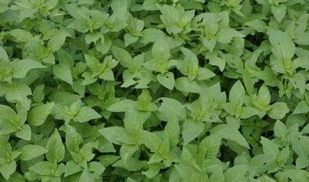 养护_叶子来_时候