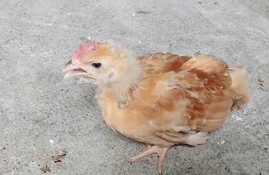 鸡咳嗽有什么特效药鸡咳嗽了用这个方法见效快赶快收藏