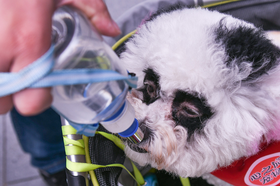 呆萌比熊之你不知道的小知识_狗狗_毛发_饮食