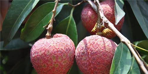 接下来小编要给大家介绍的"天价荔枝",便是传闻中杨玉环最喜欢的荔枝