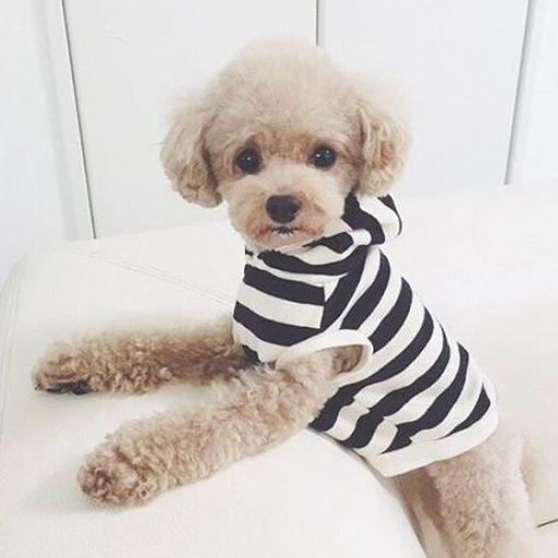 泰迪那么受欢迎,为何被"弃养"?网友:这7点很可怕!_原因_狗狗_都会