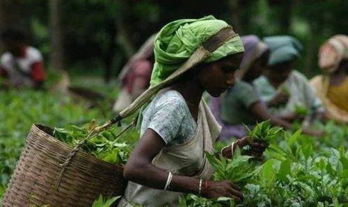 阿萨姆_茶叶_奶茶