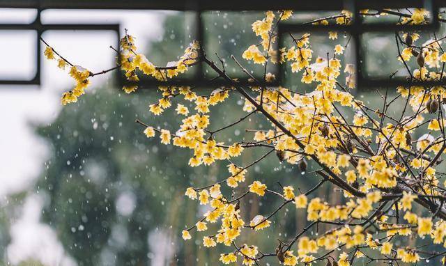 周邦彦写的是"一剪梅"而非"一枝梅",借鉴了贺知章《咏柳》:"不知细叶