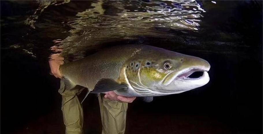 原创中国大马哈鱼之殇设禁渔期挽救濒危鱼种却被俄罗斯坐享其成