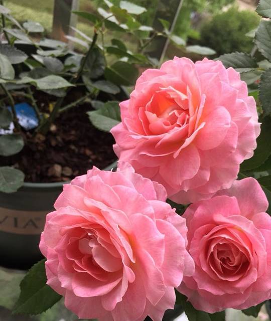 漂亮不输玫瑰,植株低矮,四季有花开,盆栽养花选这种_种植_海神_花朵