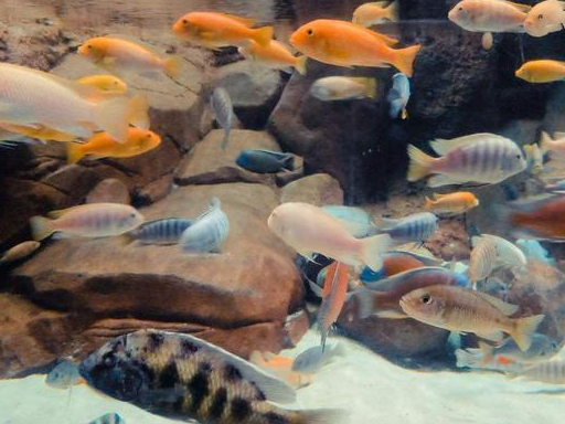 很多鱼友养鱼,记不住自己观赏鱼的名字,会有这种情况吗?_品种_什么_因