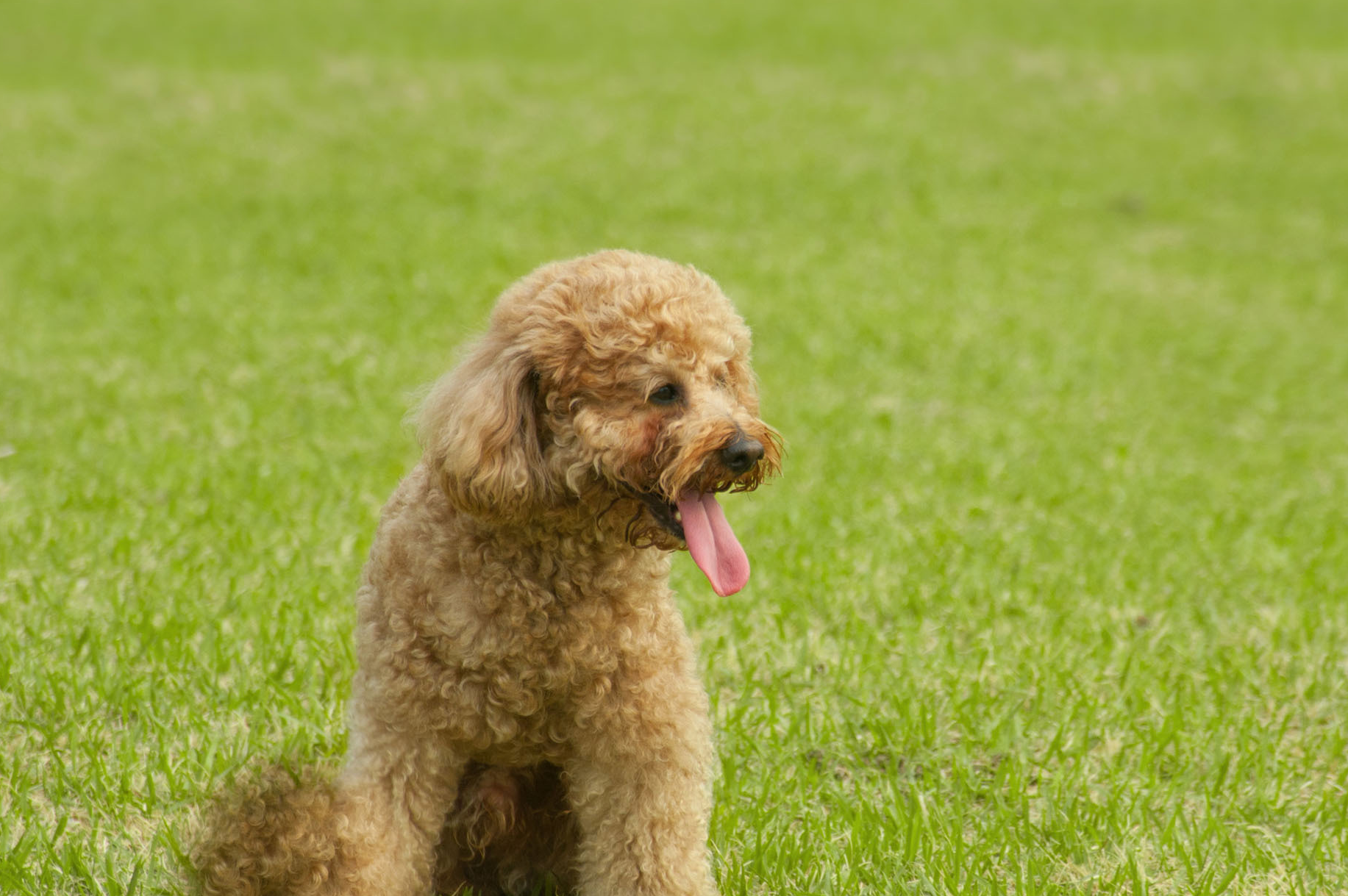 原创泰迪吃什么好收下这份推荐单