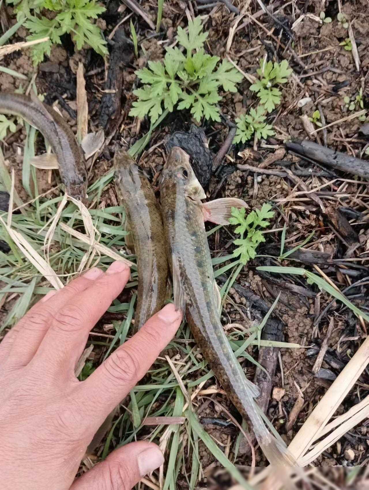 原创仲春三天钓累计收获几百元钓鱼爱好者不容错过