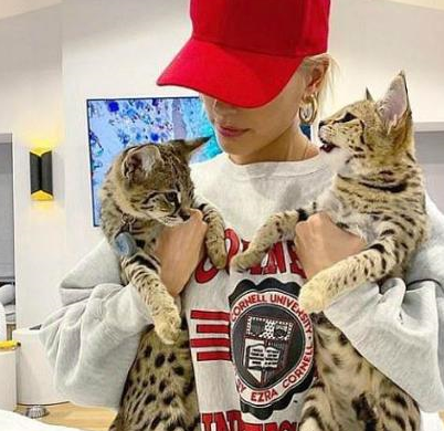 由于热带草原猫是由薮猫和家猫育成的,属于特殊品种的猫,但繁育成功率