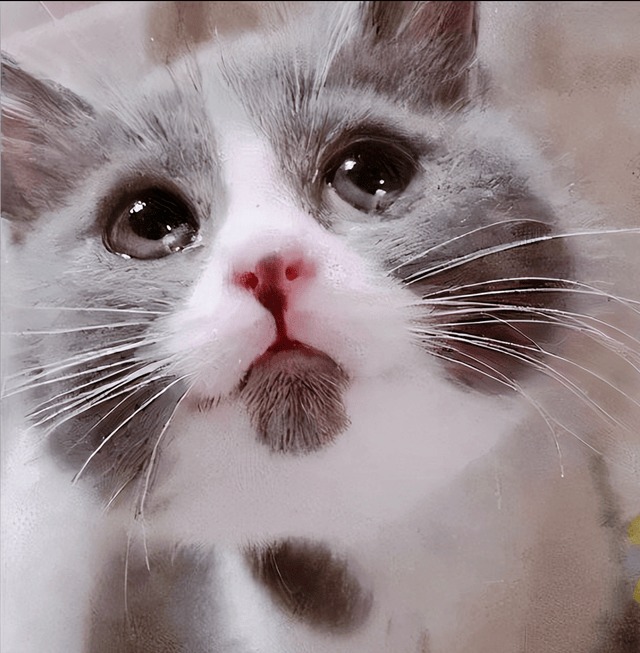 动物们也会流泪,是因为伤心难过吗?