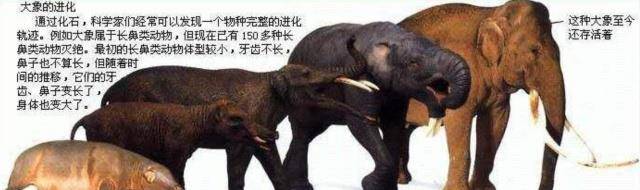 进化_恐龙_地球