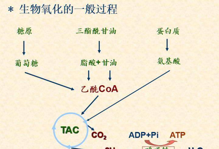 人类的有氧呼吸是细菌整合自己的dna到线粒体内部,所以线粒体内部有
