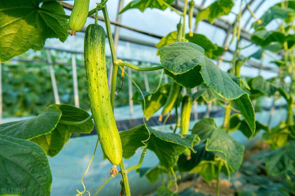 种植黄瓜用什么肥料,黄大姐选择这款