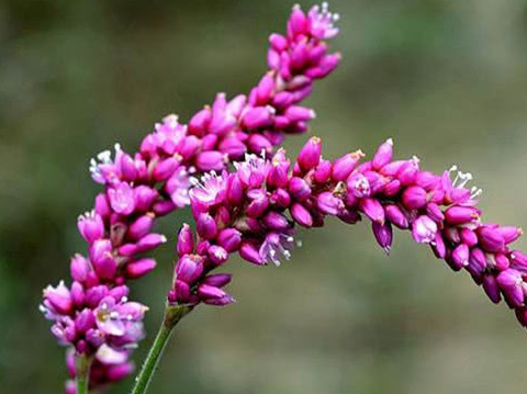 原创农村这种野草既不是辣椒也不是芥末吃起来却很辣