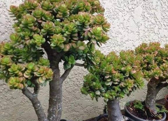 是玉树,玉树名字中有个"树",但它却不是树,因为它是景天科的多肉植物