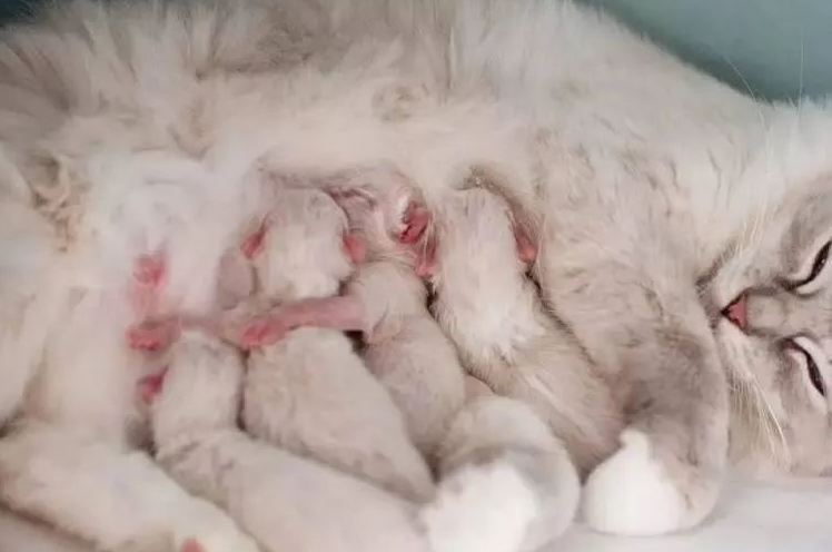 原创猫咪踩奶这么治愈的动作背后竟藏着悲伤的故事