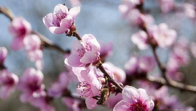 原创原创2019运势最好的三大生肖立春开始转运事业顺利桃花运旺盛