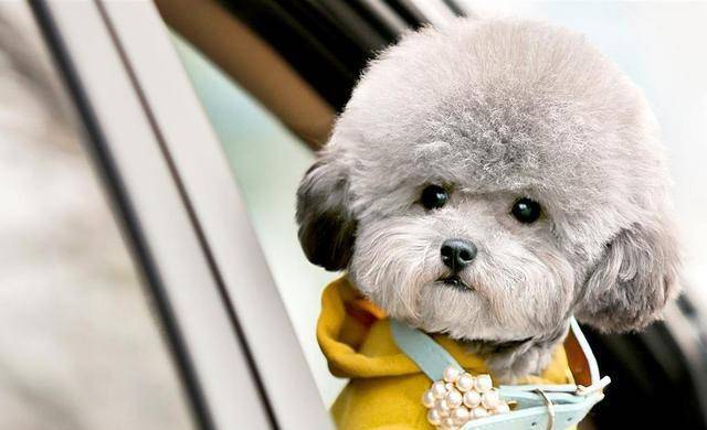 原创金毛咬死泰迪泰迪主人打死金毛结果却是金毛主人谎话连篇