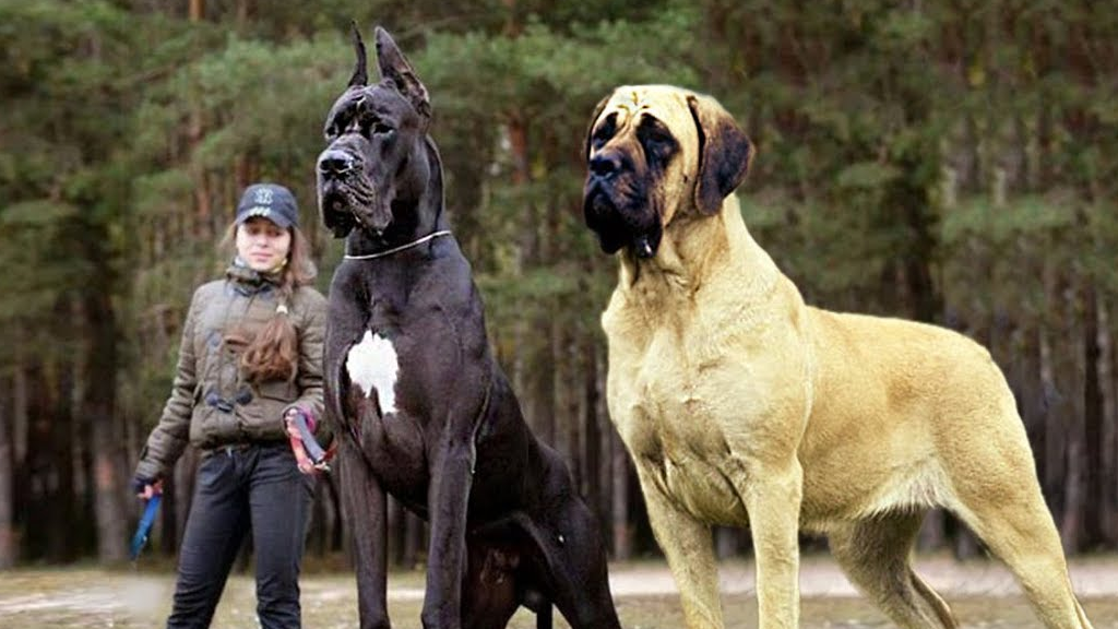 比如下图的马士提夫獒犬.我们先来讲讲这种犬的特点,首先是健壮.