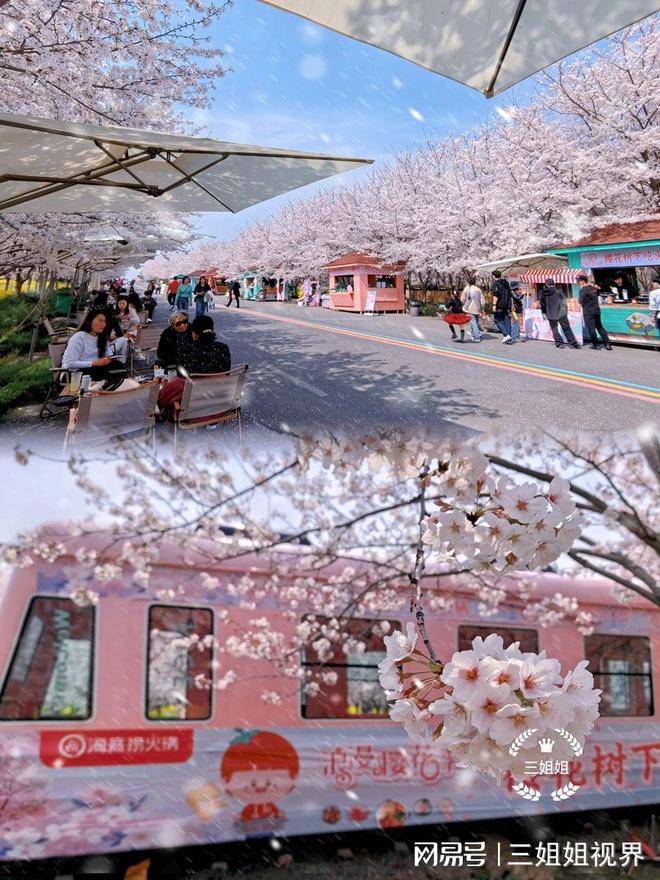 原创郑州人有自己的樱花园了花开正好拍照真美