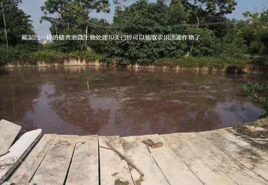 水泡粪猪场氨气臭味大微生物技术助力快速解决操作简单成本低廉