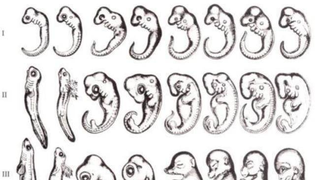 原创3亿年前我们是鱼恐龙进化成其他动物了进化论是怎么解释的