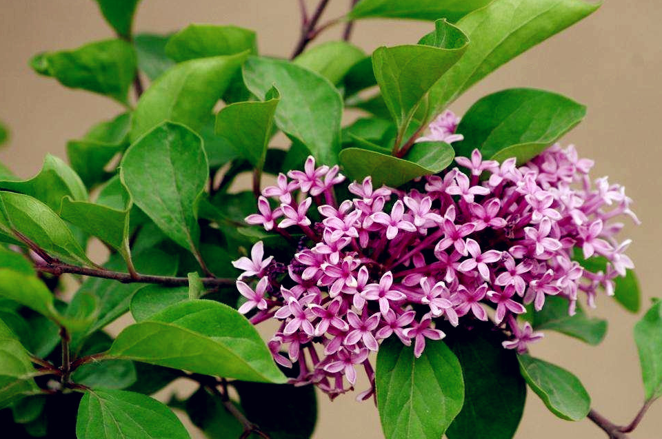 丁香叶丁香是一种木犀科植物,性微寒,味苦.归肺经.
