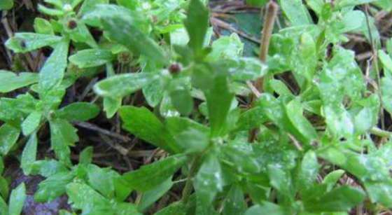 这草气味有点像风油精,能治"慢性鼻炎",闻一闻鼻子很舒服