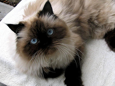 据说他们的原产国是法国,或者至少是该品种首次在法国被认可.