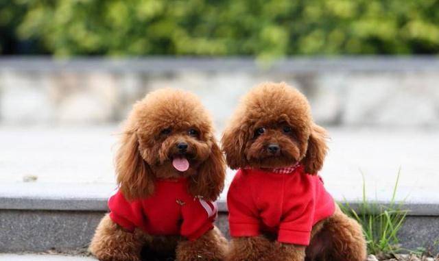 原创金毛咬死泰迪泰迪主人打死金毛结果却是金毛主人谎话连篇